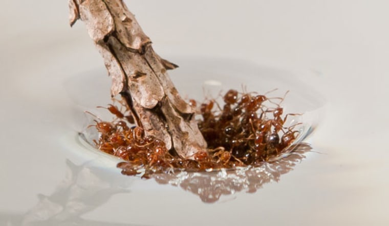 Image: Fire ants holding up raft.